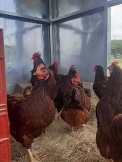 Purebred Rhode Island Reds - 8 Weeks