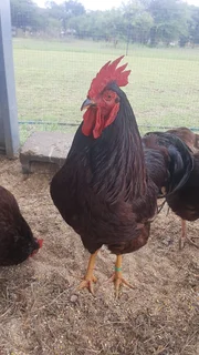 Purebred Rhode Island Reds - 8 Weeks