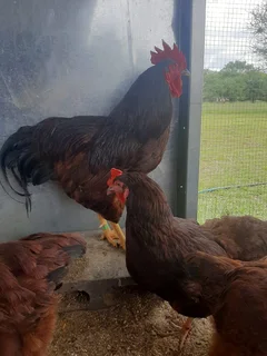 Purebred Rhode Island Reds - 8 Weeks