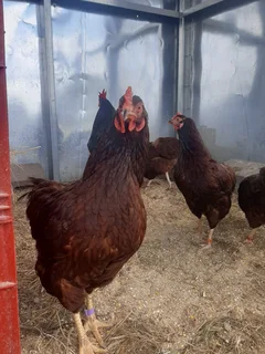 Purebred Rhode Island Reds - 8 Weeks