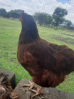 Purebred Rhode Island Reds - 8 Weeks