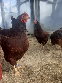 Purebred Rhode Island Reds - 8 Weeks