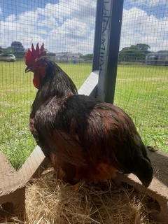 Purebred Rhode Island Reds - 8 Weeks