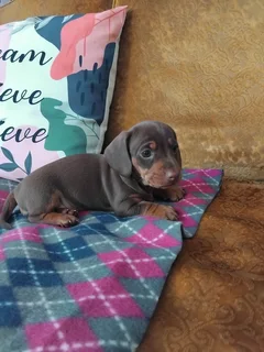 Miniature dachshund puppies