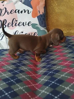 Miniature dachshund puppies