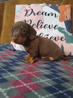 Miniature dachshund puppies