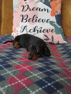 Miniature dachshund puppies