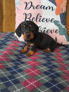 Miniature dachshund puppies