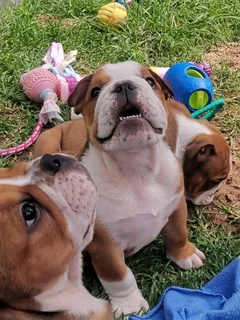Beautiful English bulldog puppies available