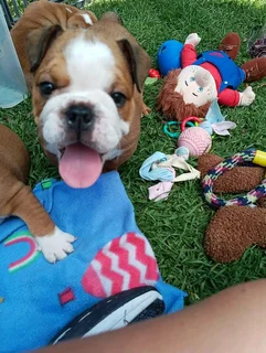 Beautiful English bulldog puppies available