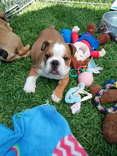 Beautiful English bulldog puppies available