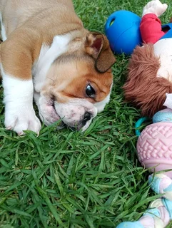 Beautiful English bulldog puppies available
