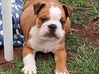 Beautiful English bulldog puppies available