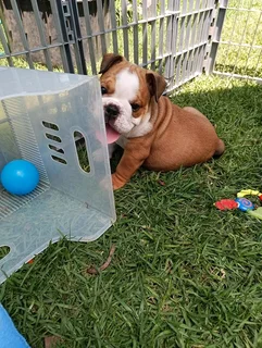Beautiful English bulldog puppies available