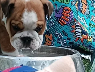 Beautiful English bulldog puppies available