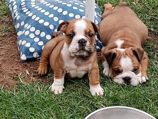 Beautiful English bulldog puppies available