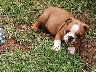 Beautiful English bulldog puppies available