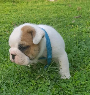 Beautiful English bulldog puppies available