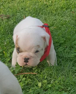 Beautiful English bulldog puppies available