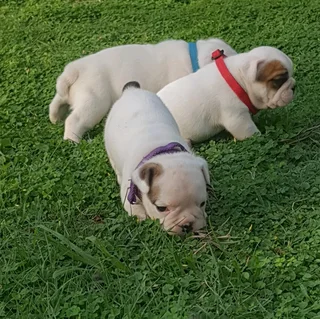 Beautiful English bulldog puppies available