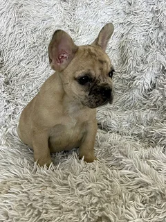 Stunning French bulldog puppies available