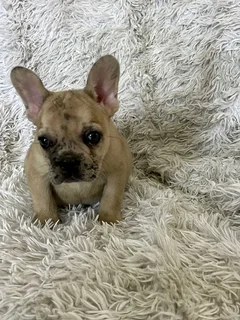 Stunning French bulldog puppies available