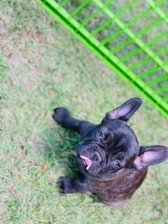 Stunning French bulldog puppies available