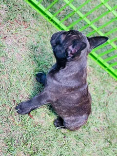 Stunning French bulldog puppies available