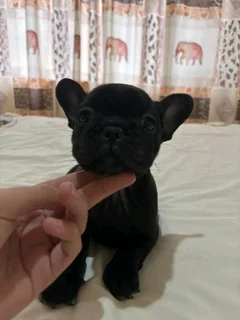 Stunning French bulldog puppies available