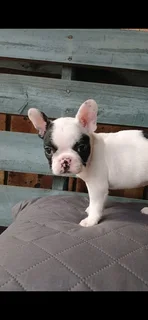 Stunning French bulldog puppies available