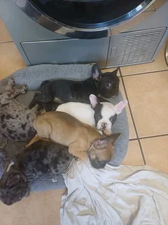 Stunning French bulldog puppies available