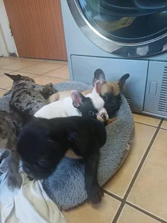 Stunning French bulldog puppies available