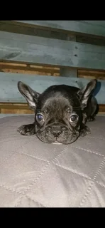 Stunning French bulldog puppies available