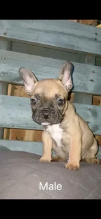 Stunning French bulldog puppies available