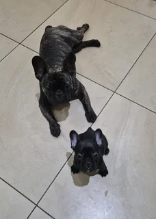 Stunning French bulldog puppies available