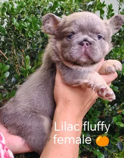 Gorgeous Exotic French bulldog puppies available