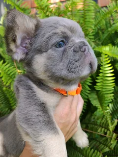 Gorgeous Exotic French bulldog puppies available