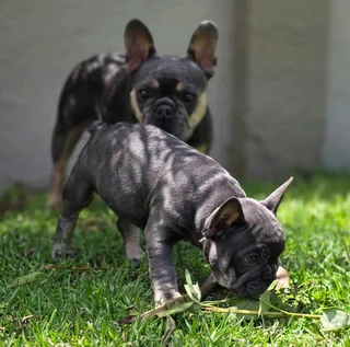 Gorgeous Exotic French bulldog puppies available