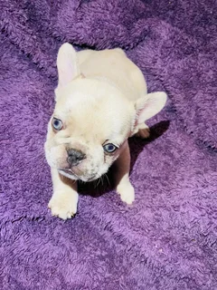 Gorgeous Exotic French bulldog puppies available