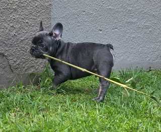Gorgeous Exotic French bulldog puppies available
