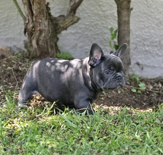 Gorgeous Exotic French bulldog puppies available