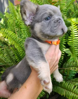 Gorgeous Exotic French bulldog puppies available