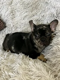 Gorgeous Exotic French bulldog puppies available