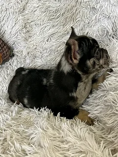 Gorgeous Exotic French bulldog puppies available