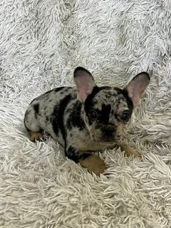 Gorgeous Exotic French bulldog puppies available