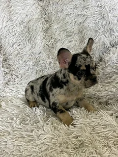 Gorgeous Exotic French bulldog puppies available