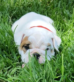 Beautiful English bulldog puppies available