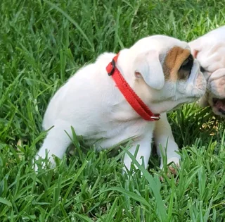 Beautiful English bulldog puppies available