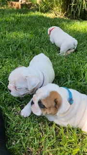 Beautiful English bulldog puppies available