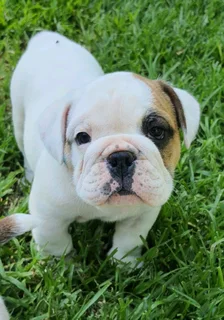 Beautiful English bulldog puppies available